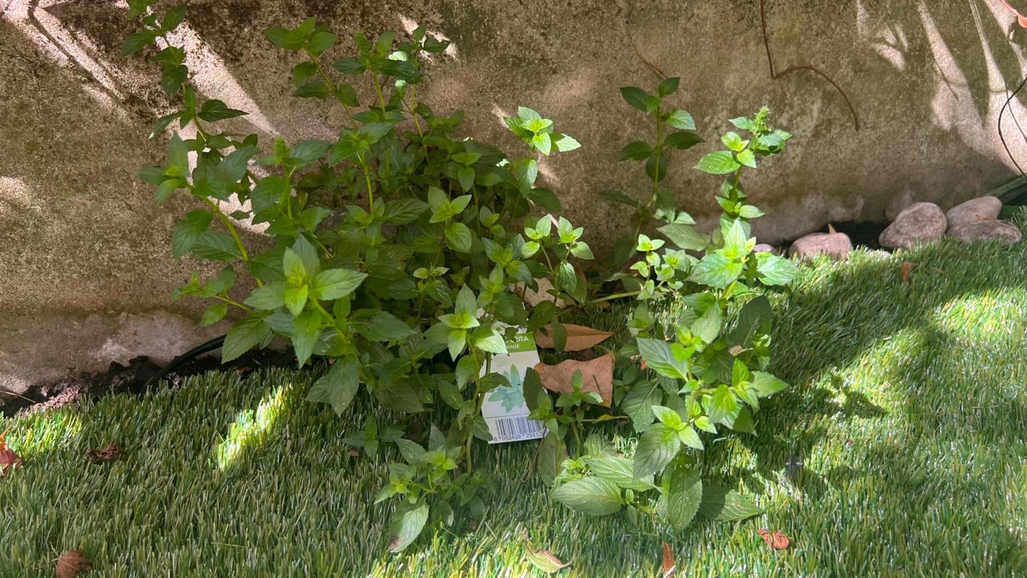 Garden Suite Bolzano Ngoại thất bức ảnh